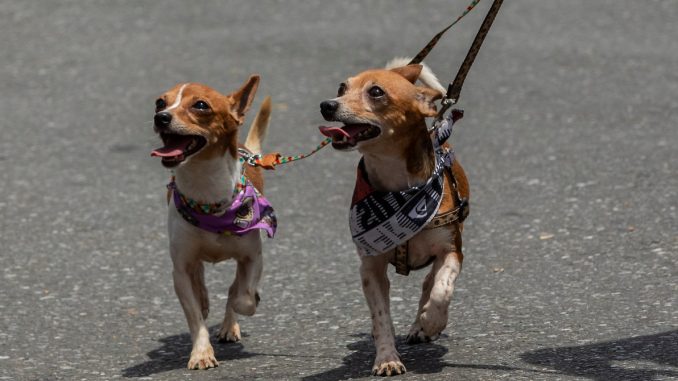 CEMASCOTAS (13).JPG