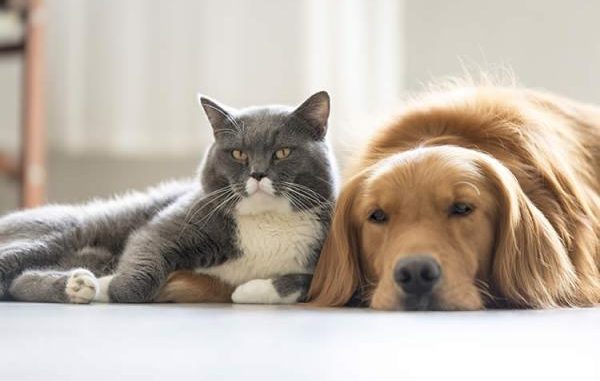 Jornadas para esterilizar perros y gatos