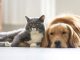 Jornadas para esterilizar perros y gatos