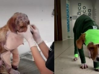 Lucha por su vida: Ángel, el perrito que despellejaron por vengarse de una familia