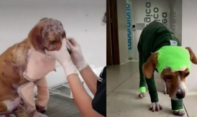 Lucha por su vida: Ángel, el perrito que despellejaron por vengarse de una familia