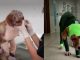 Lucha por su vida: Ángel, el perrito que despellejaron por vengarse de una familia
