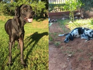 Perrito murió y su amiga canina lo visita todo el día en la tumba