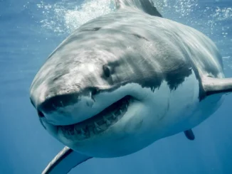 Tiburón blanco