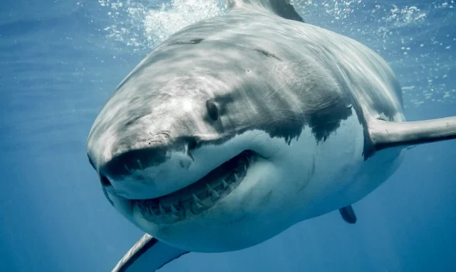 Tiburón blanco