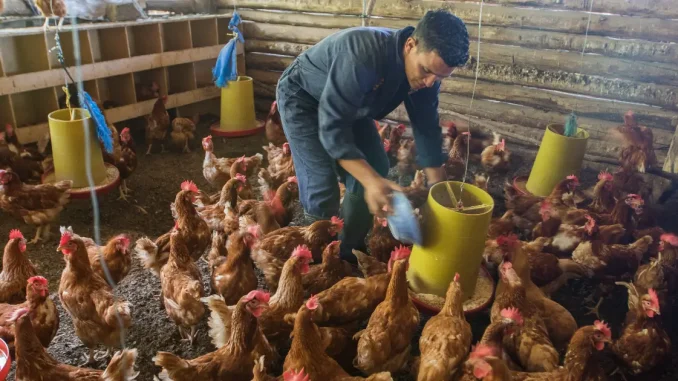 Galpon-gallinas-gallinaza