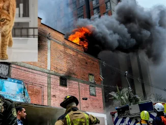 Gato saltó desde un piso 19 en medio del incendio en Chagualo