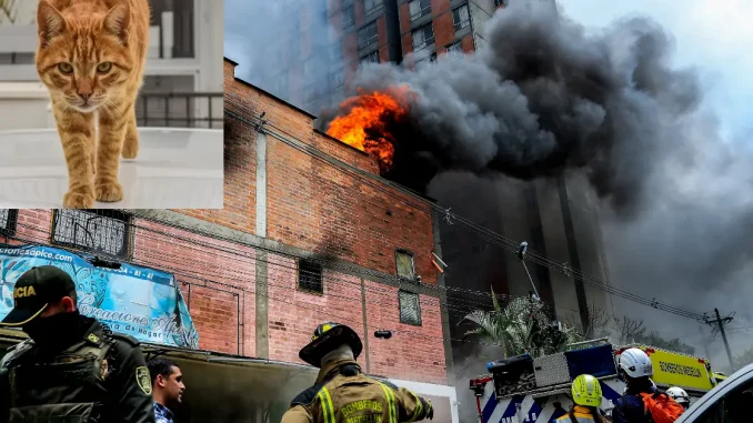 Gato saltó desde un piso 19 en medio del incendio en Chagualo