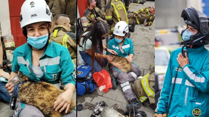 Los héroes que salvaron animalitos en el incendio de Chagualo