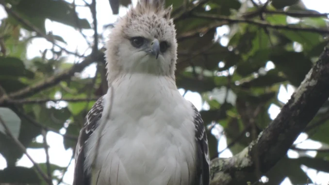 Águila crestada