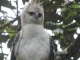 Águila crestada