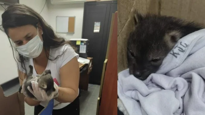 Rescataron a un zorro bebé en el Carmen de Viboral