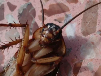 Cucarachas-insectos-1