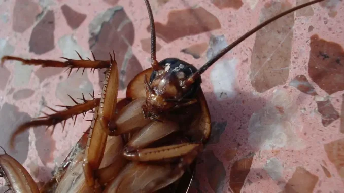 Cucarachas-insectos-1
