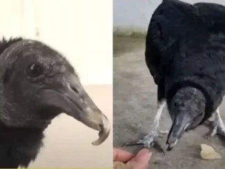 Gallinazo-mascota