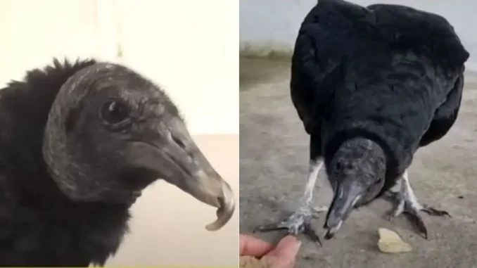 Gallinazo-mascota
