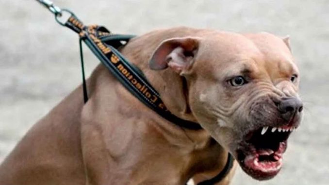 Perro Pitbull