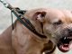 Perro Pitbull