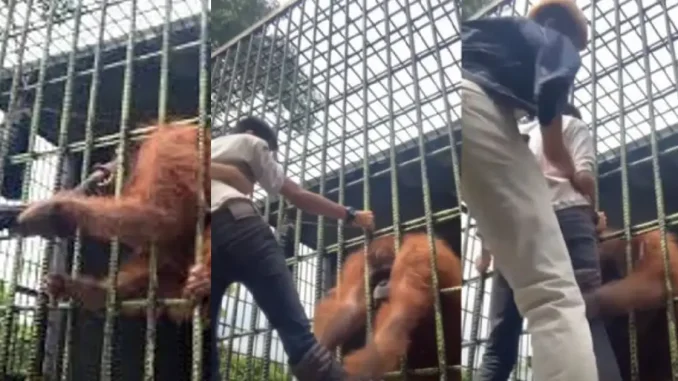 Orangután Indonesia