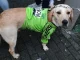 Perro hincha de nacional