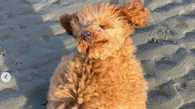 perro