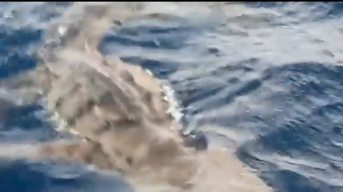 Pillan cocodrilo en el mar de San Andrés
