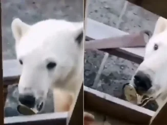 Oso-polar-con-lata-en-el-hocico