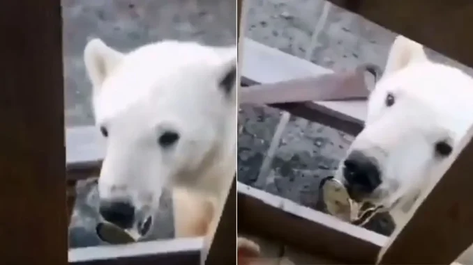 Oso-polar-con-lata-en-el-hocico