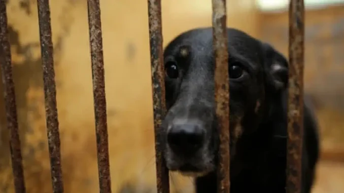 Perro, maltrato animal