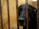 Perro, maltrato animal