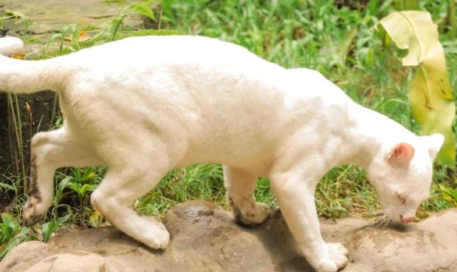 felina albina