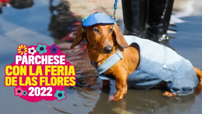 Caminata Canina, Tierragro, fotos, desfile, Feria de las Flores, Medellín, Q’Hubo Medellín