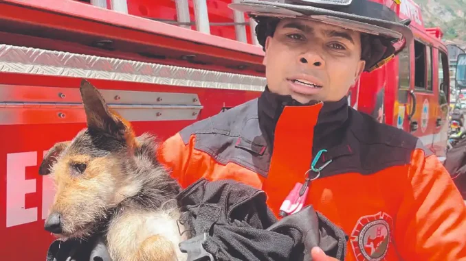 Perrito rescatado en Bello