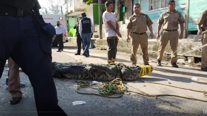 Cocodrilo que se 'paseó' con un cadáver.