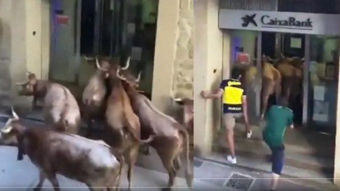 Vacas locas.