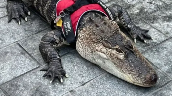 Wally alligator