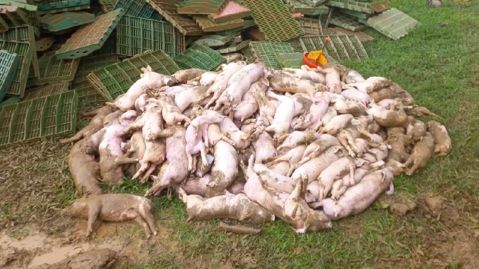 Granja en Betania se inundó y 480 cerdos murieron ahogados