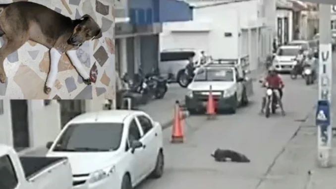 Un perro habría sido lanzado de un tercer piso en Santa Marta