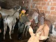 Los caballos estaban siendo sacrificados para vender su carne.