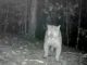 Puma en Envigado