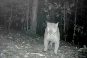 Puma en Envigado