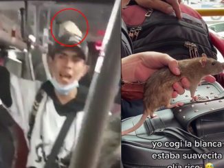 Ratas mascotas en Transmilenio.