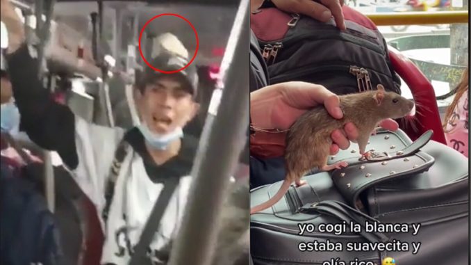 Ratas mascotas en Transmilenio.