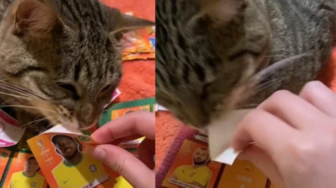 Gatico le ayuda a su dueña a despegar las figuras pal álbum