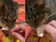Gatico le ayuda a su dueña a despegar las figuras pal álbum