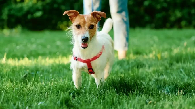 Caninada paseo perro