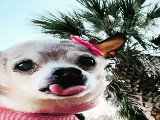 La perrita murió a los 22 años en Carolina del Sur