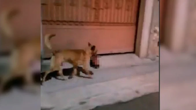 El perro recorrió las calles del pueblo durante varias horas antes de ser atrapado.