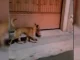 El perro recorrió las calles del pueblo durante varias horas antes de ser atrapado.