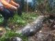 Serpiente se traga una mujer